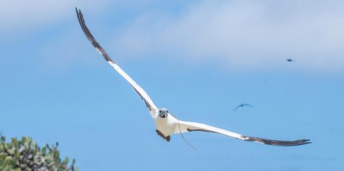 Red-footed booby flying over the Galapagos Islands