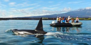 Whale watching on a panga ride in the Galapagos Islands