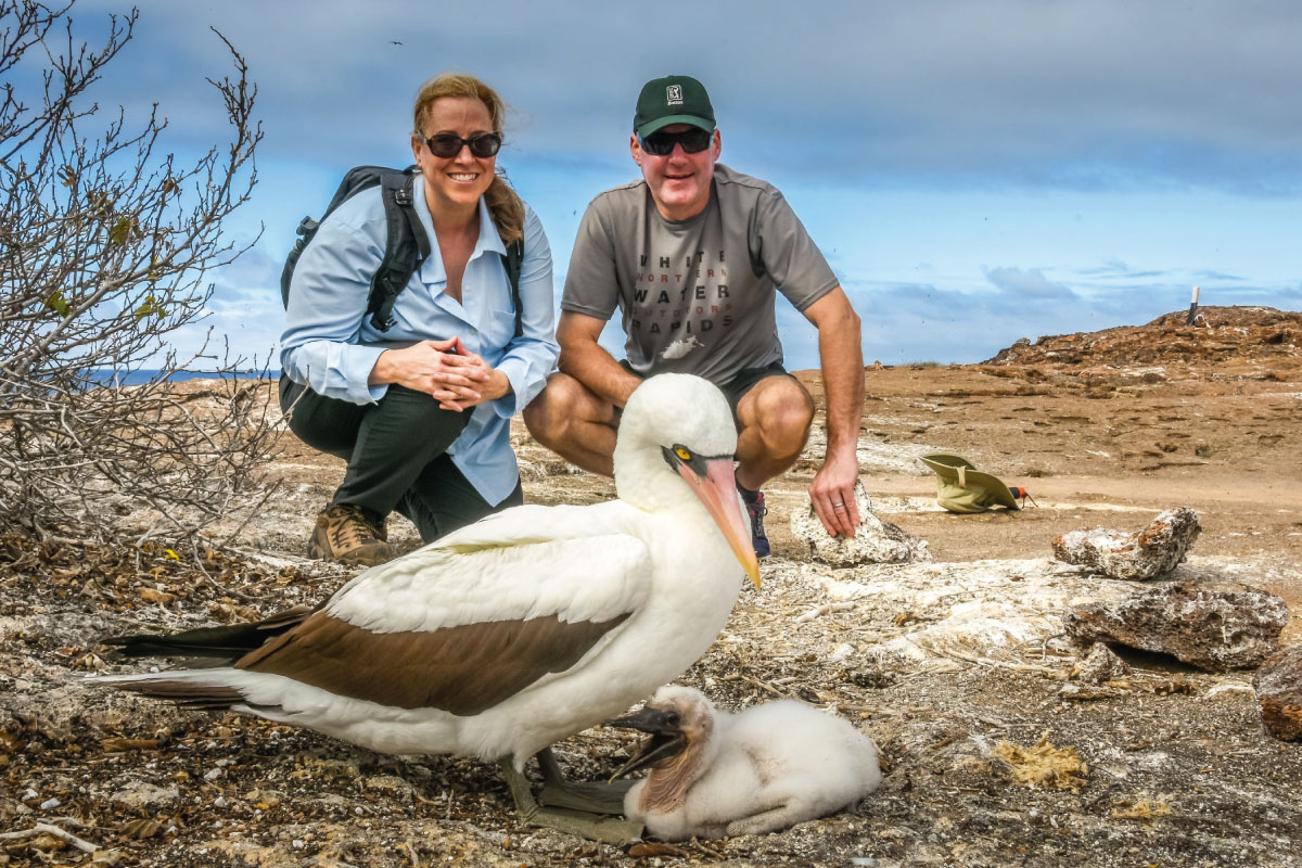 Up close and personal experience observing a Nazca booby caring for its offspring