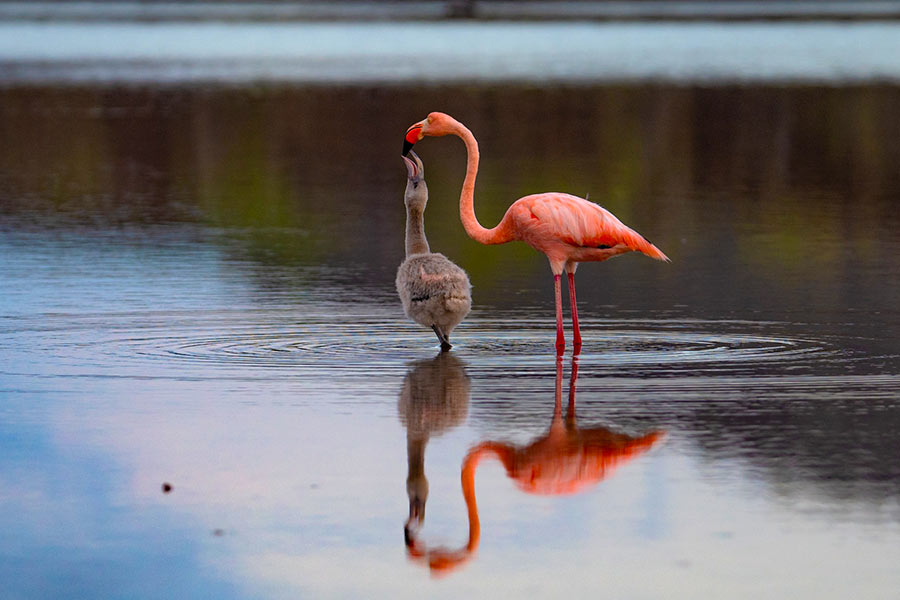American Flamingo at Santa Cruz Island in the Galapagos