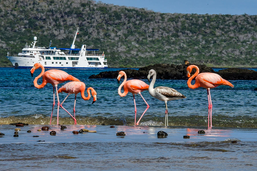 American Flamingos posing in front of Yacht Isabela II, Galapagos Islands