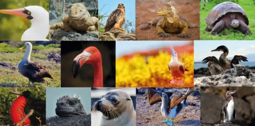 Especies más icónicas de las Islas Galápagos
