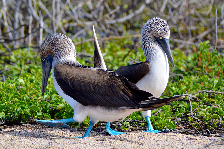 Blue-footed boobies performing their courtship dance in the Galapagos Islands