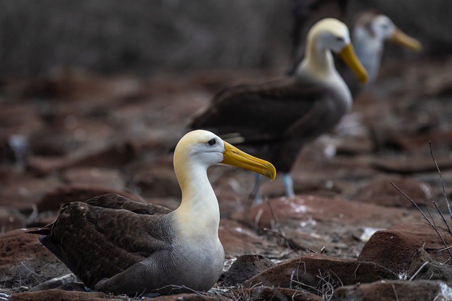 Albatros de Galápagos en la Isla Española, Galápagos