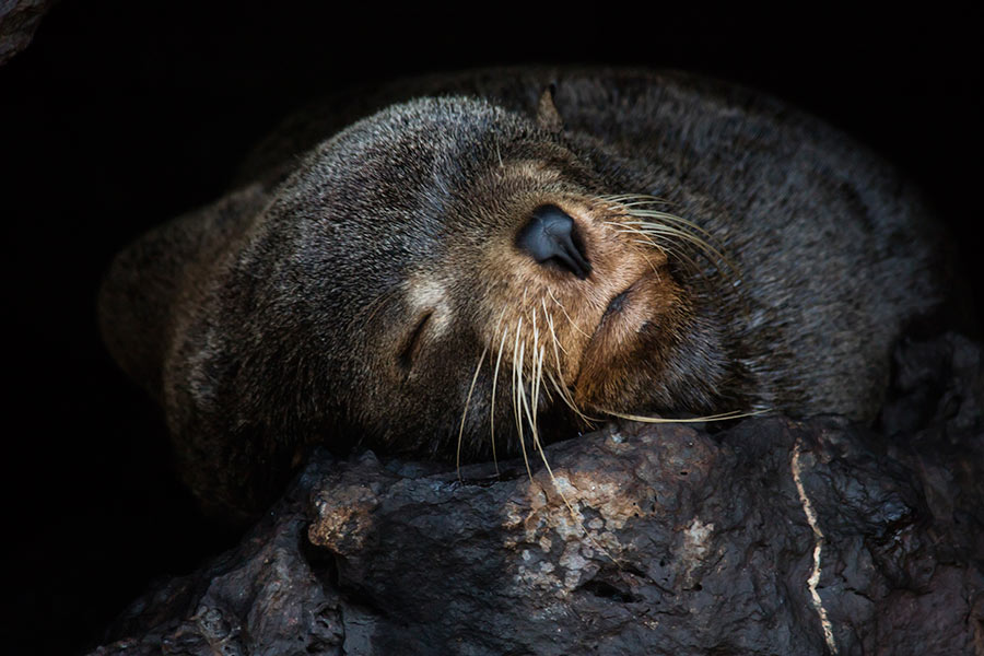 Sleepy Galapagos Fur Seal Pup