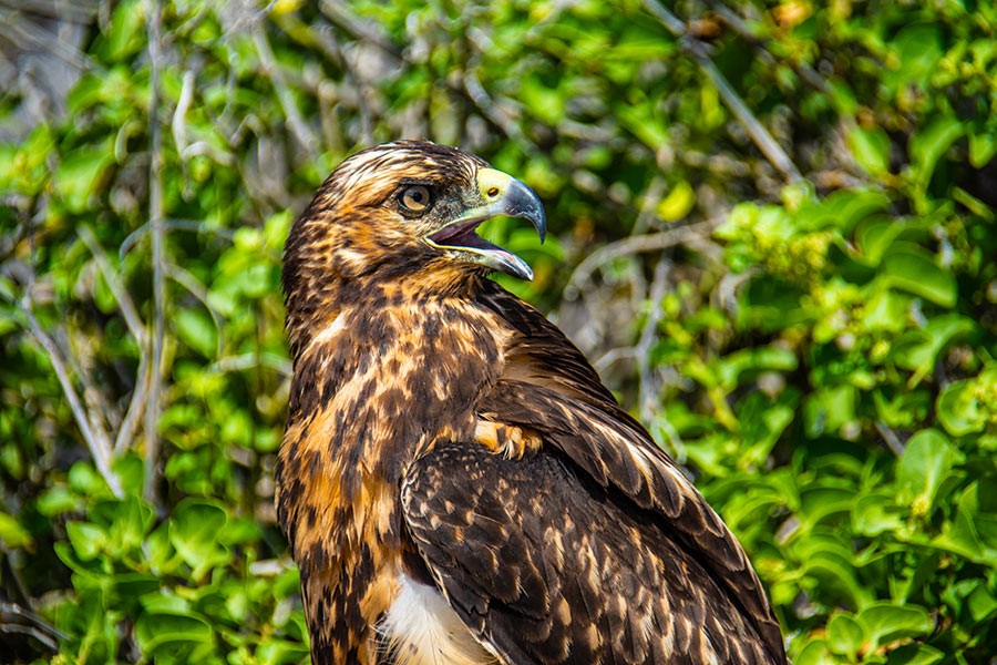 Galapagos Hawk: The archipelago's top predator
