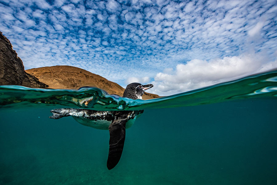 Pingüino de Galápagos nadando en la Isla Bartolomé