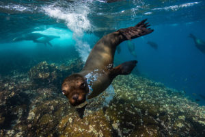 Galapagos Sea Lions swimming by Fernandina Island in Galapagos