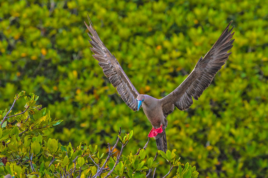 Red-footed booby at Darwin Bay in Genovesa Island