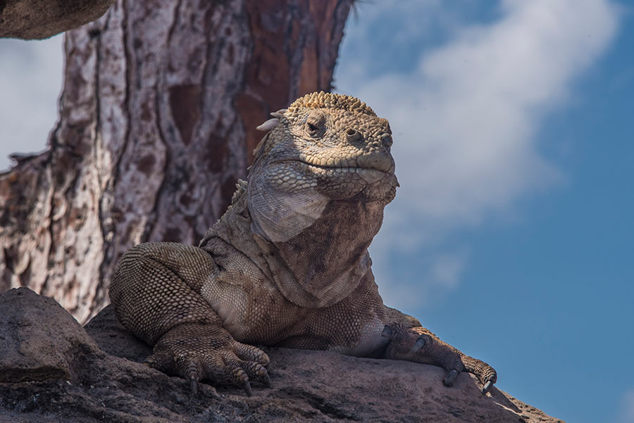 Iguana terrestre de Santa Fe en las Islas Galápagos