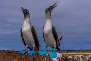 Blue Footed Boobie Galapagos Basics