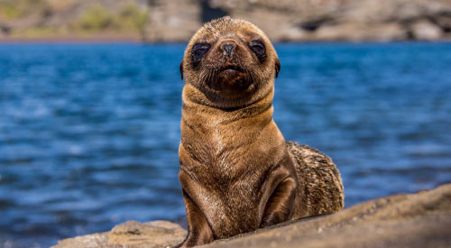 Fur seal pup. Galapagos Travel Guide