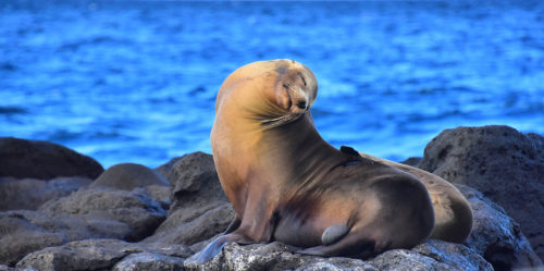 Galapagos Sea Lion on Mosquera Island