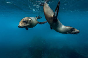 Sea Lion Galapagos Basics