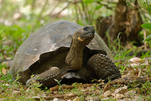 Galapagos giant tortoise Santa Cruz Island