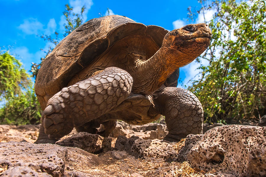 Approach to the Galapagos Giant Tortoise