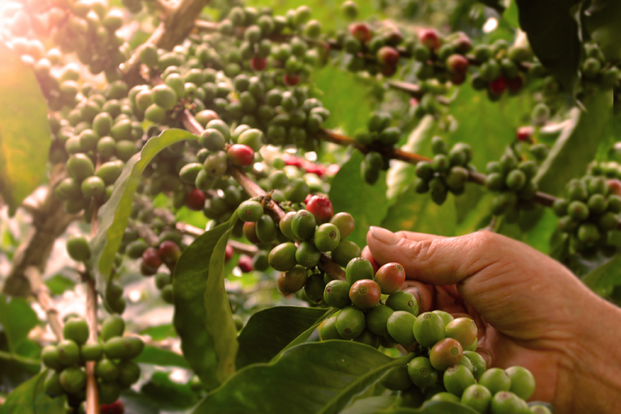 Colombian Coffee is one of the most renowned beans in the world!