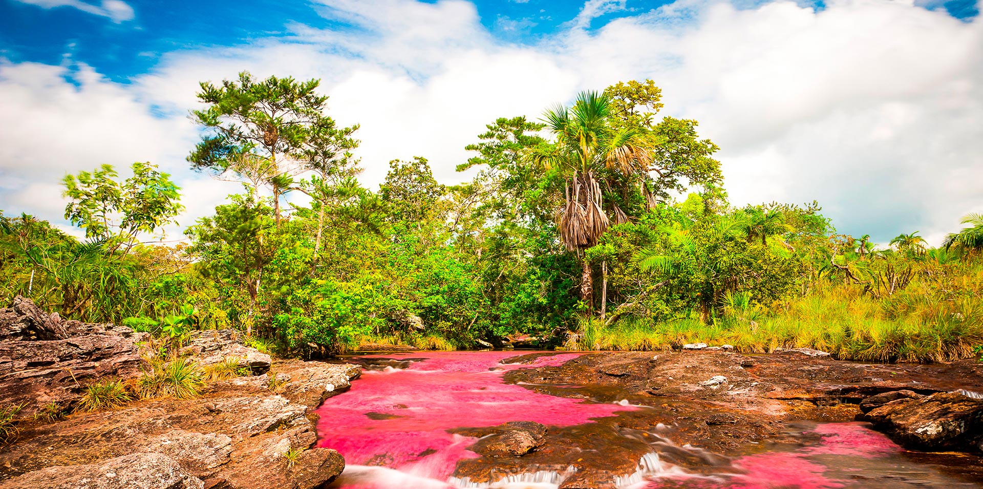 Colombia's River of the Seven Colors in full bloom