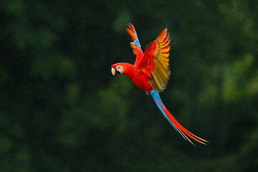 A breathtaking Scarlet Macaw in Colombia