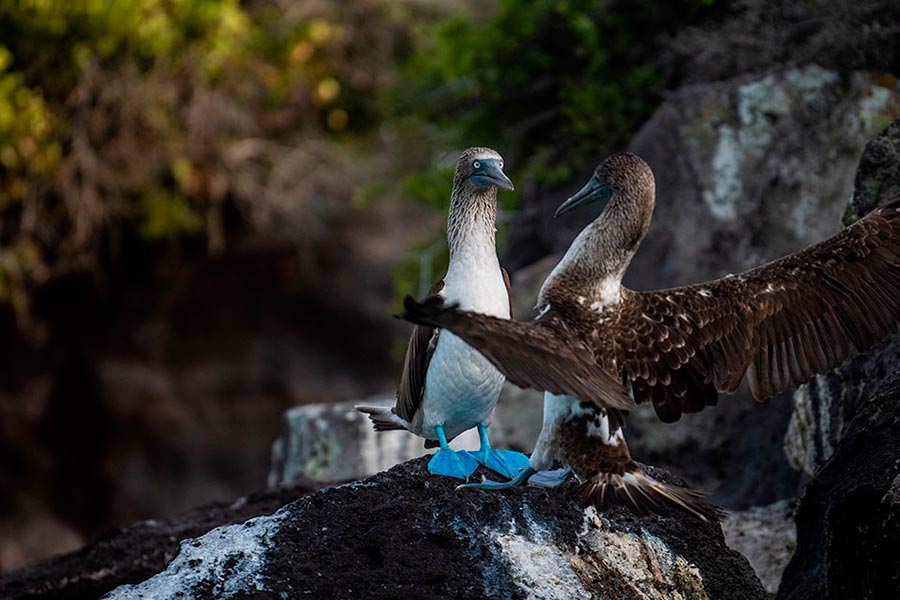 Two blue footed booby