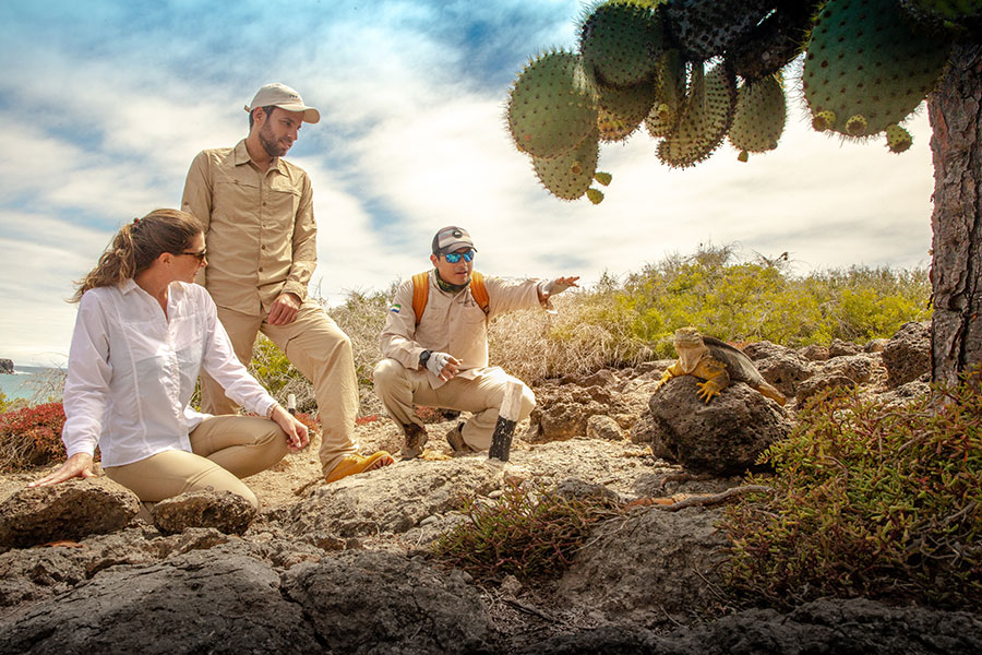 Naturalist guide and tourists observing a Galapagos iguana