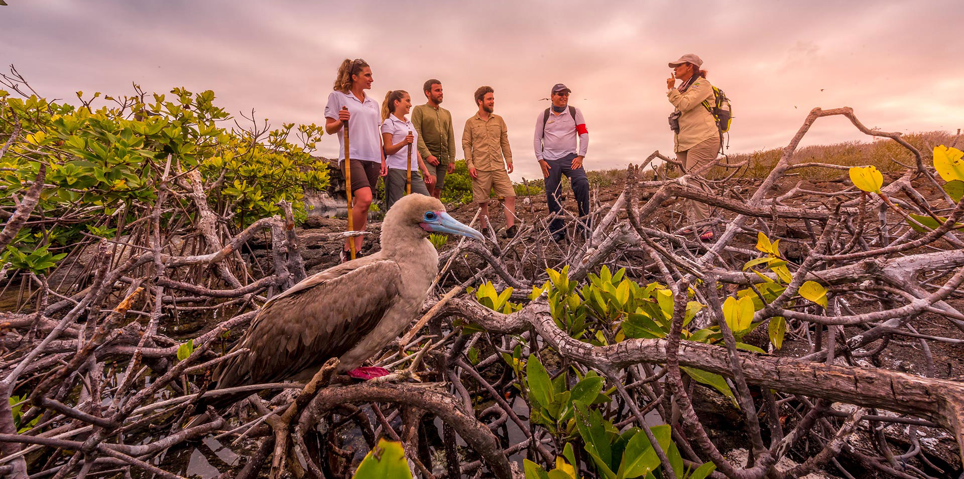 Tourists next to a red-footed booby
