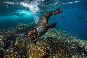 Champion Islet, Floreana Island Snorkeling Sea Lion in Galapagos Islands South America