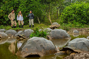 galapagos giant tortoise galapagos islands south america tours