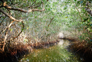 Stream Through Mangrove Trees Near Sea In La Boquilla, Colombia