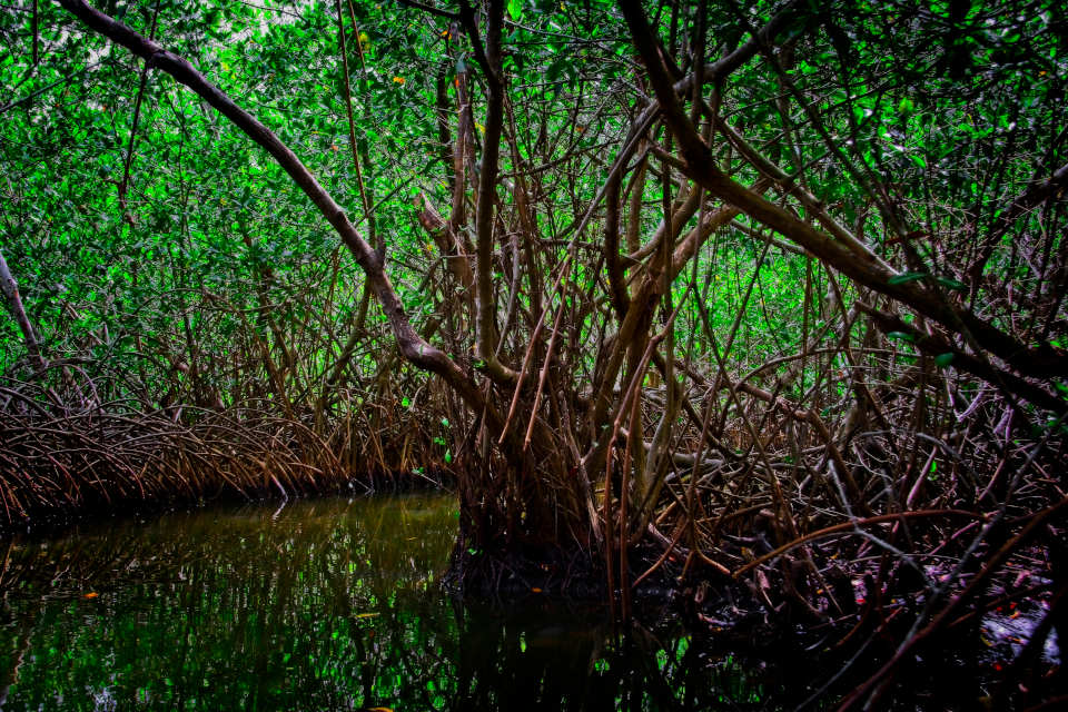 Mangroves near Cartagena, Colombia