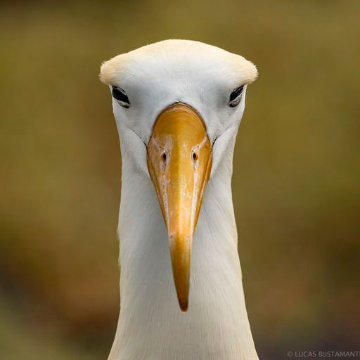 Galapagos-albatross