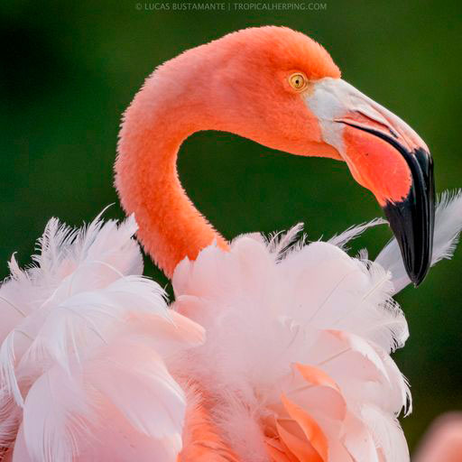 Galapagos-flamingo