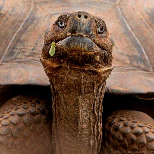 Galapagos-giant-tortoise-2