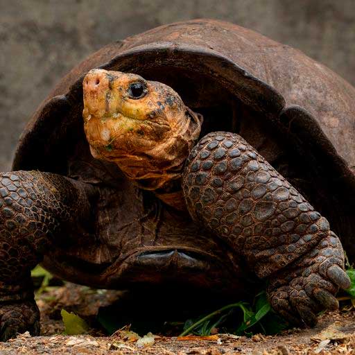 Galapagos-giant-tortoise