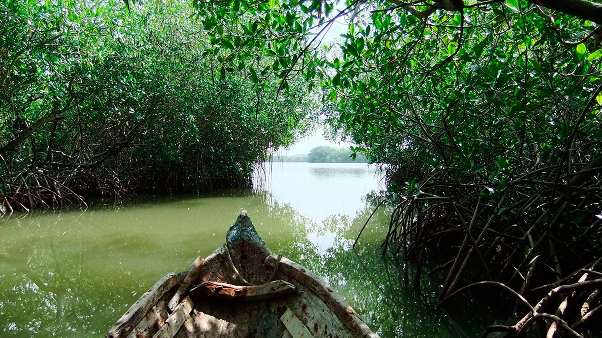 "La Boquilla" mangroves in Cartagena