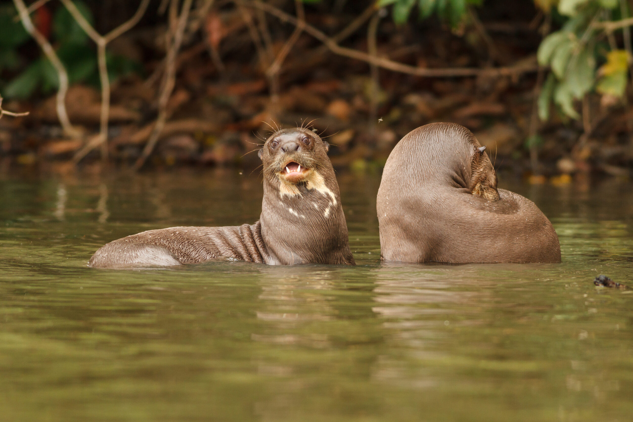 Giant River Otter in Peru