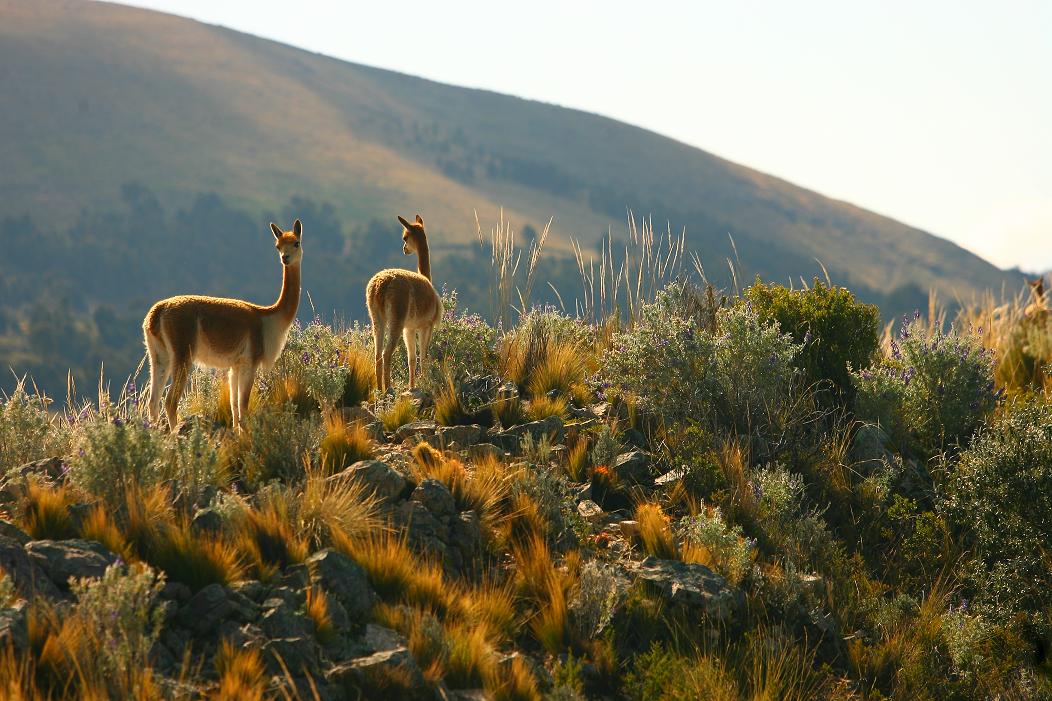 Vicuñas and a beautiful peruvian landscape