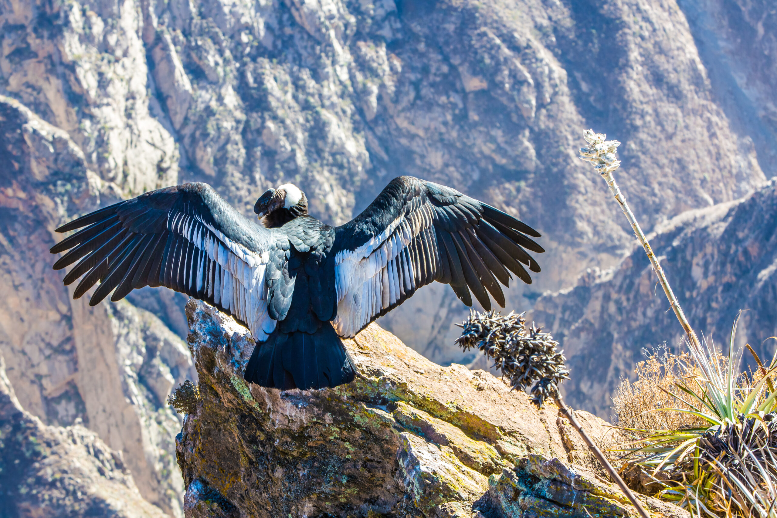 Impressive Andean condor on a crag