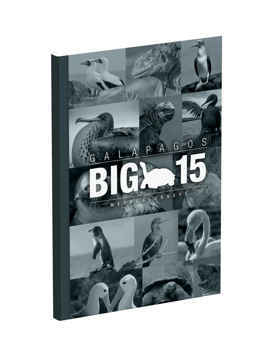 Big 15
