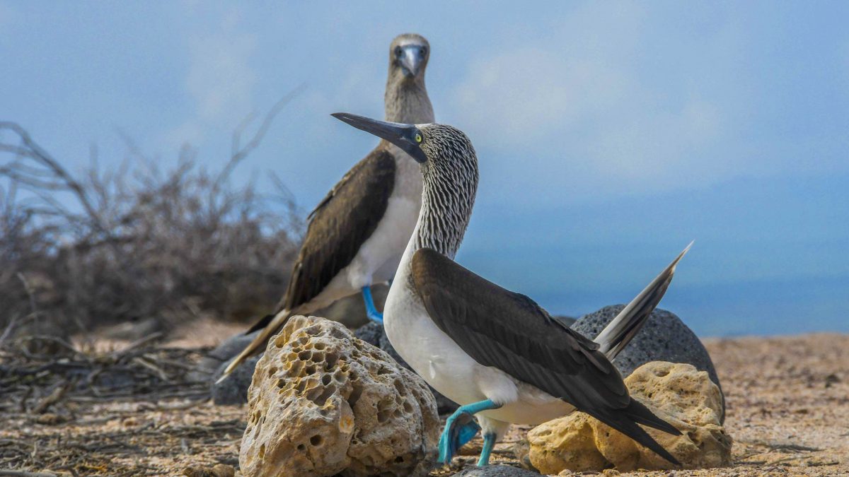 Two blue-footed boobies