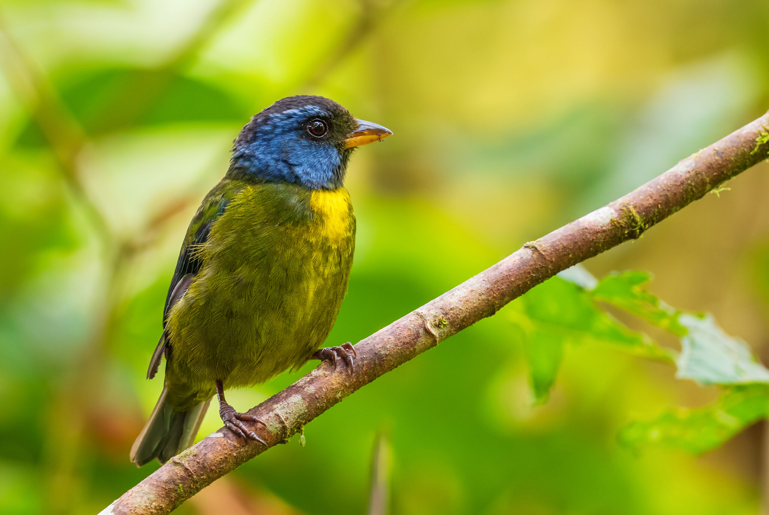 Moss-backed tanager bird in the cloud forest