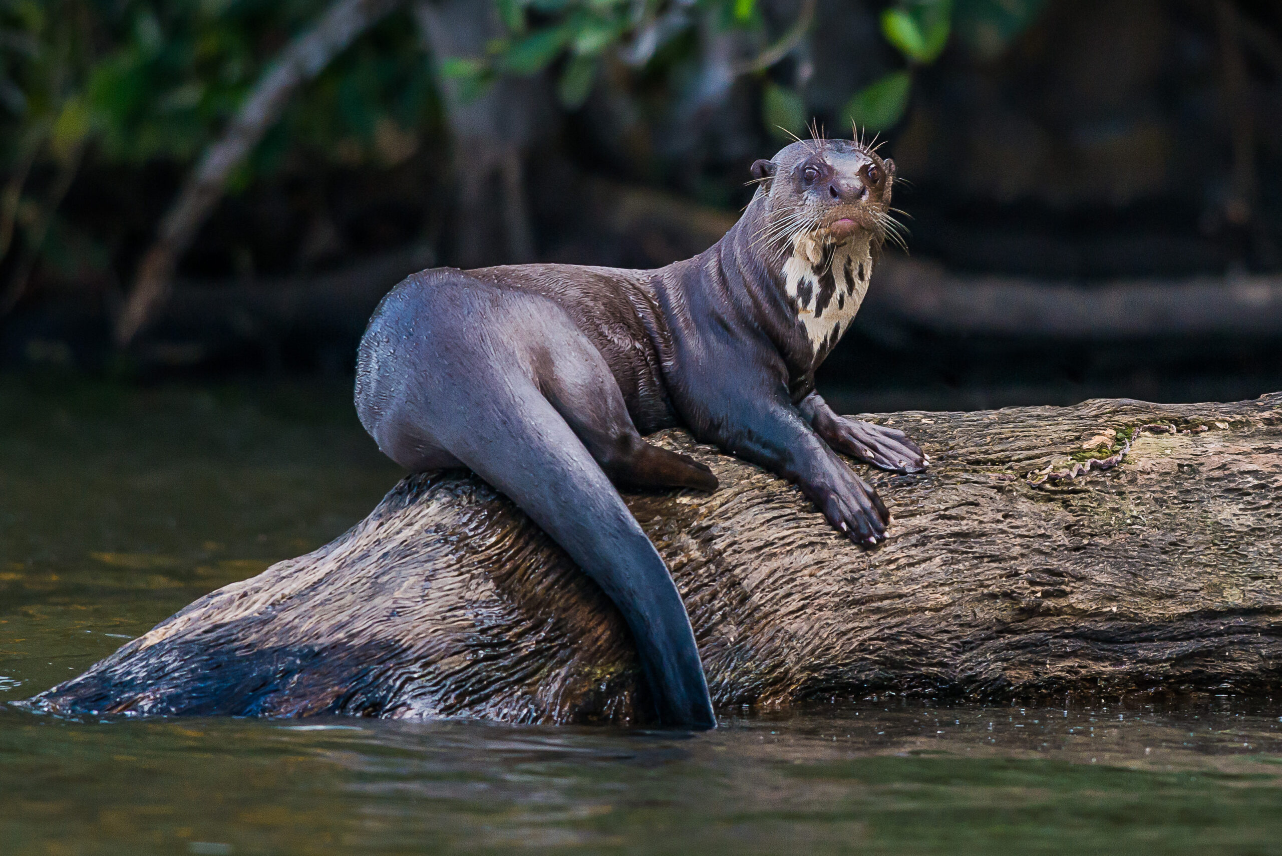 Giant River Otter in a river