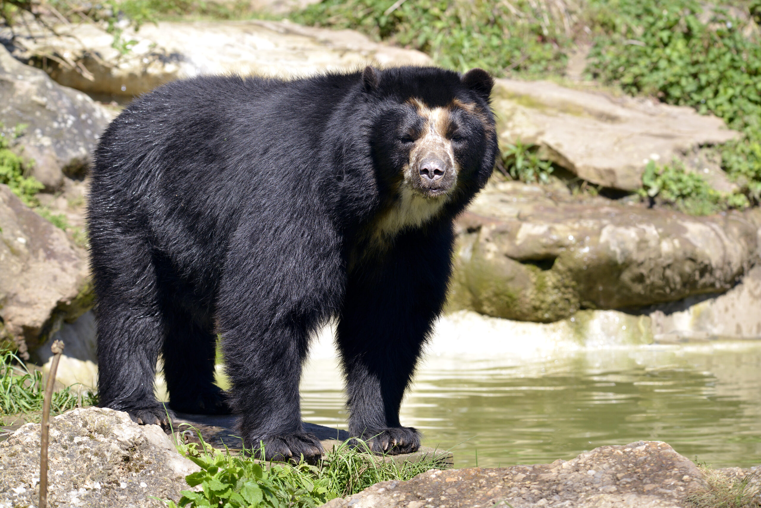 Andean bear in the Andes Mountain Range