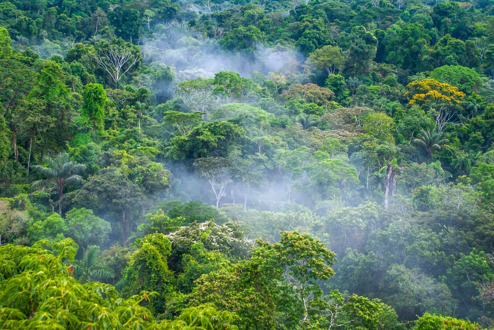 Beautiful landscape of the amazon rainforest, Yasuni National Park, Ecuador