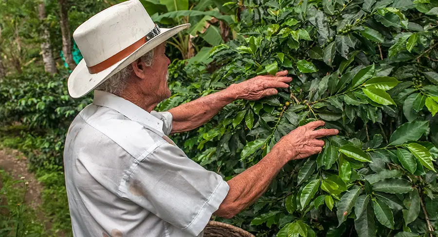 Un hombre cosecha su café en Pereira, Colombia