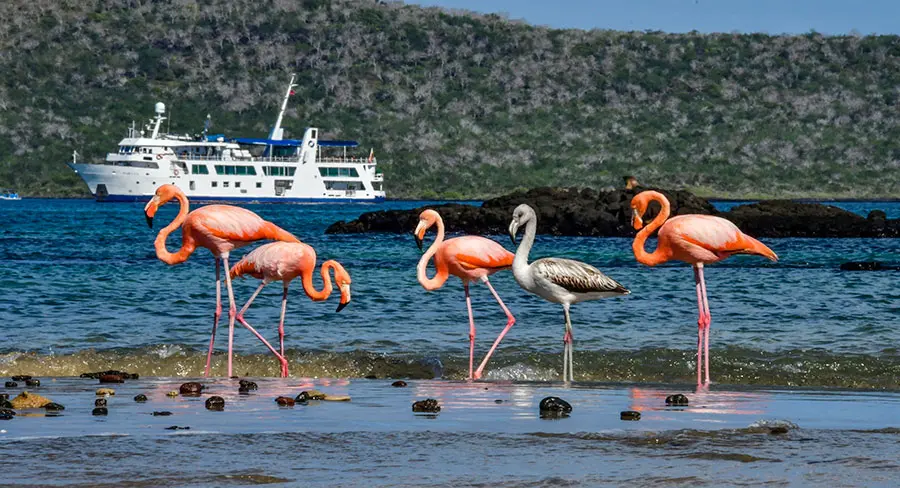 Flamencos con el Yate Isabella II de fondo en Isla Isabela, Galápagos