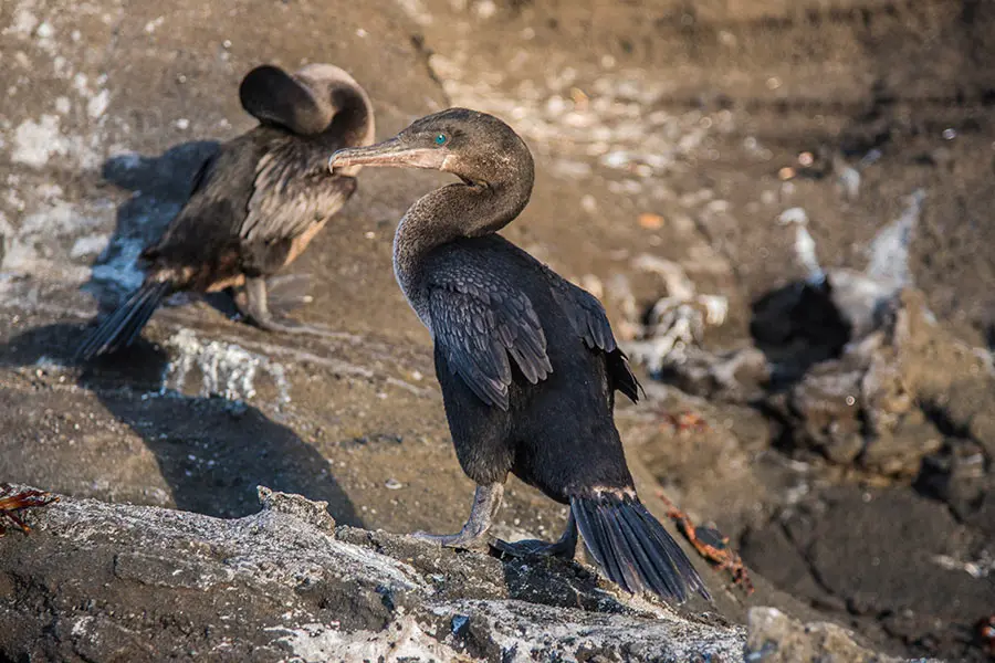Flightless Cormorant in Fernandina Island, Galapagos