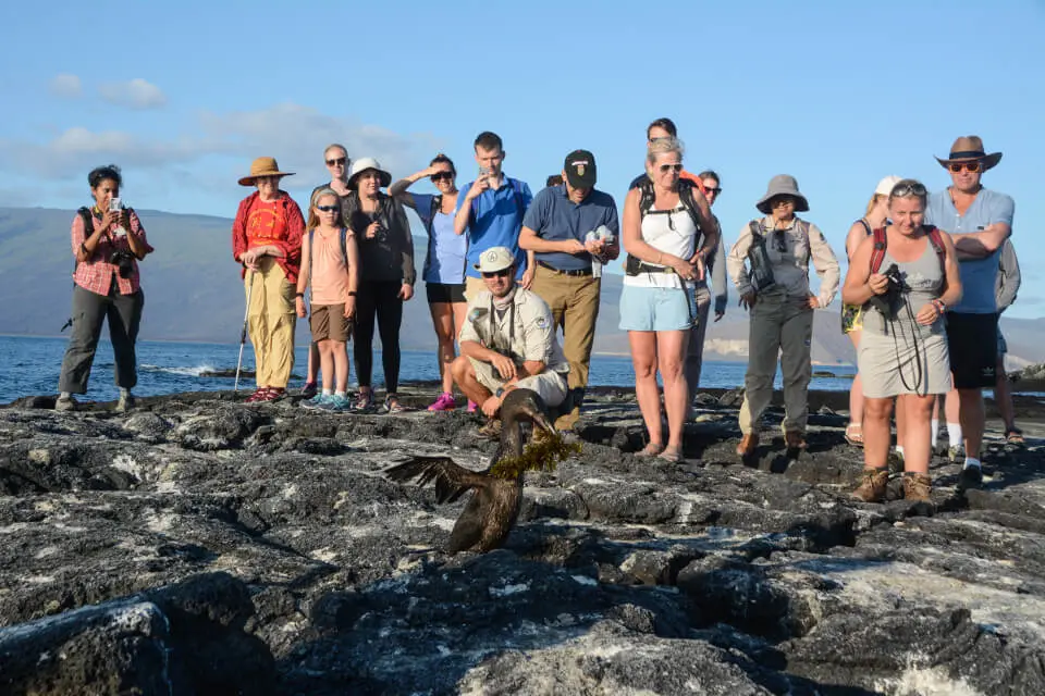 Encounter with a flightless cormorant