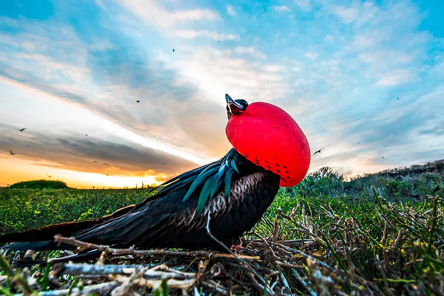 Male Frigatebird at Genovesa Island in the Galapagos Island