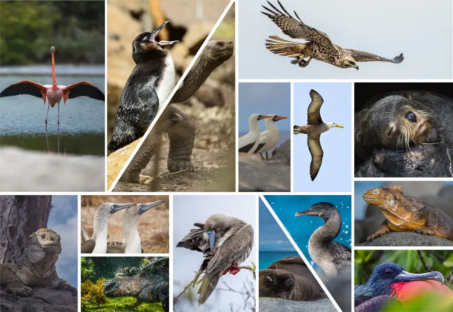 Las 15 especies más icónicas de Galápagos